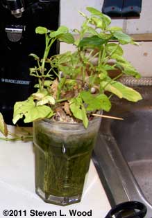 Slips growing in glass