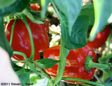 Earlliest Red Sweet peppers