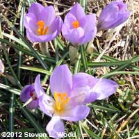 Crocus in bloom