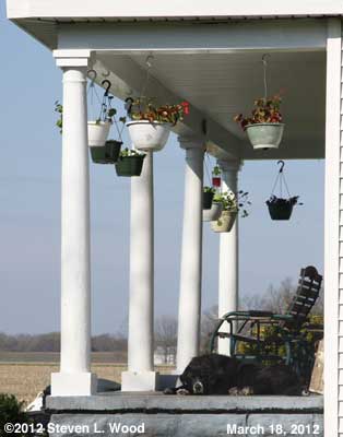 Hanging baskets around porch