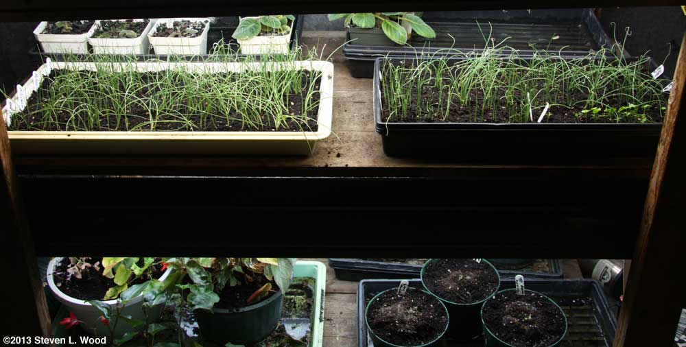 Onions under plant lights