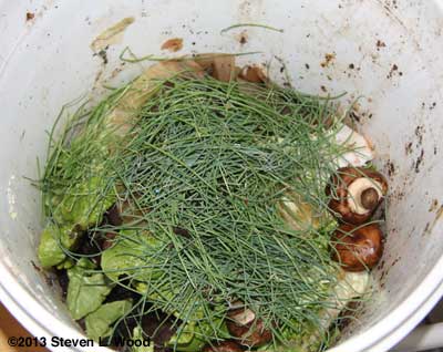 Cuttings in compost bucket