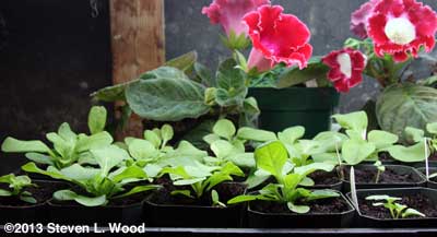 Petunias Outgrowing 3" Pots