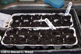 More Egg Carton Petunias