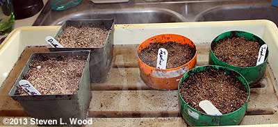 Dianthus and impatiens pots