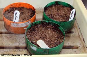 bottle reinforcers used as pots