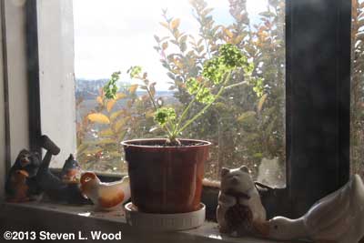 Parsley on windowsill