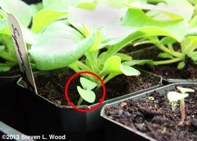 geranium in petunia pot, or vice versa