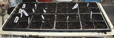 Full flat seeded to brassicas