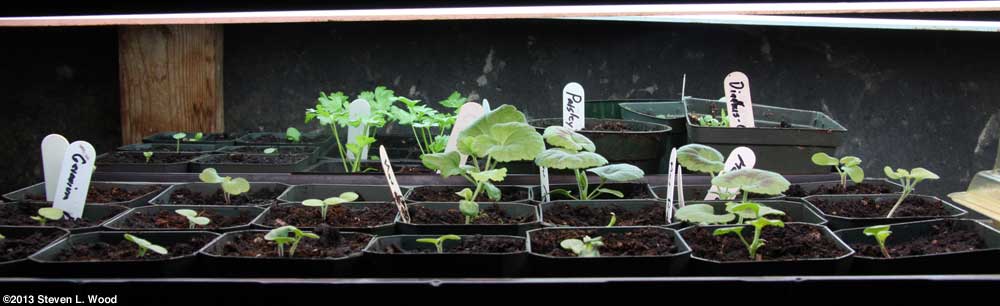 Geranium seedlings under lights