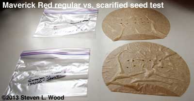 Maverick Red germination test