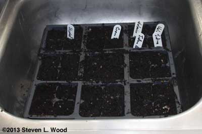 Seeding flat of lettuce in sink