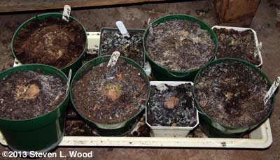 Gloxinias breaking dormancy