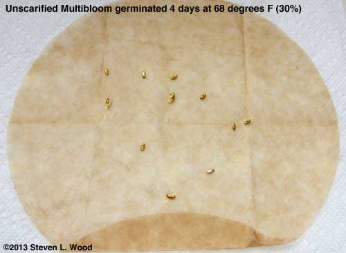 Unscarified Multibloom test