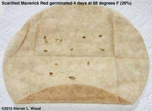 Scarified Mav Red test