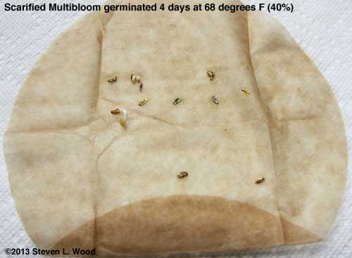 Scarified Multibloom test