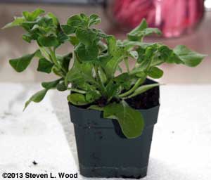 Healthy SuperCascade Petunia