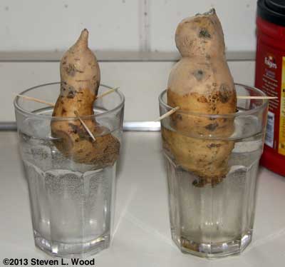 Starting sweet potatoes