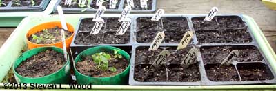 More broccoli seeded