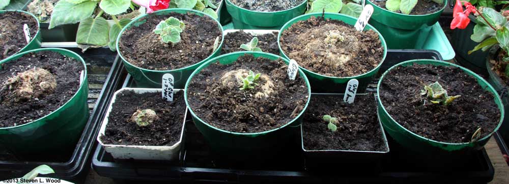 Gloxinias breaking dormancy