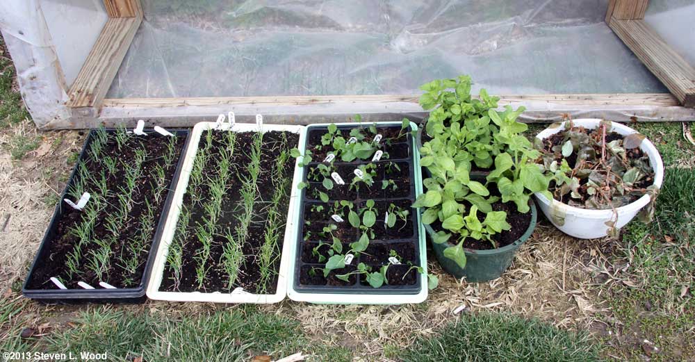 Cold frame - March 14, 2013
