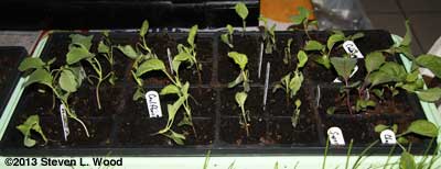 Damaged flat of brassicas