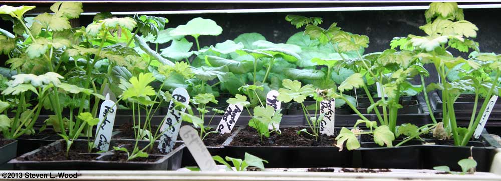 Celery, parsley, geraniums, and petunias