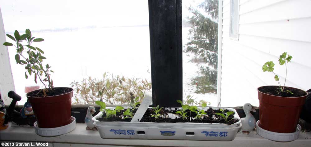 Sage, petunias, and parsley on windowsill