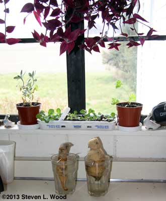 Kitchen window plants