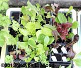 Lettuce transplants