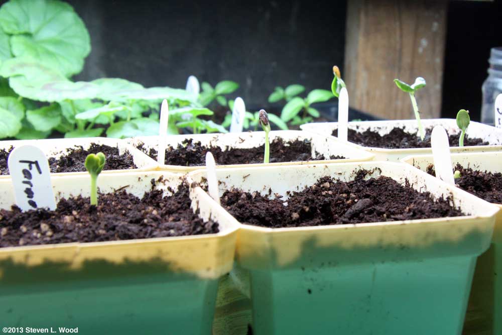Melons germinating