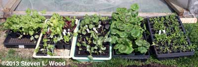 Plants under cold frame