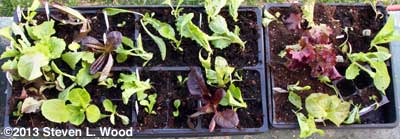 Lettuce flats