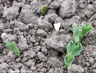 Peas emerging