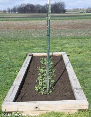 Peas with trellis