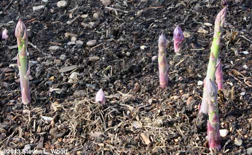 Our asparagus