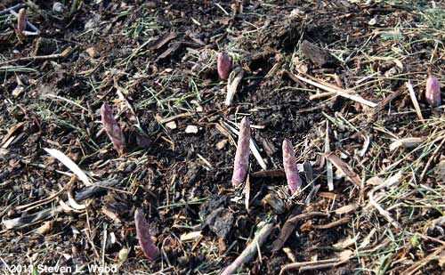 Bonnie's asparagus