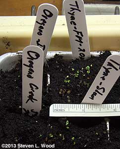 Tiny oregano and thyme