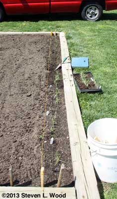 Transplanting onions