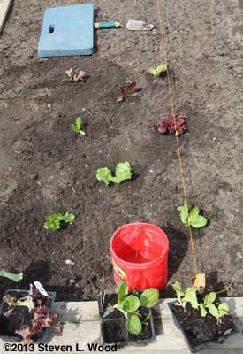 Transplanting lettuce