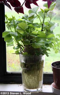 Sweet potato plant in glass