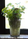 Trimmed sweet potato plant