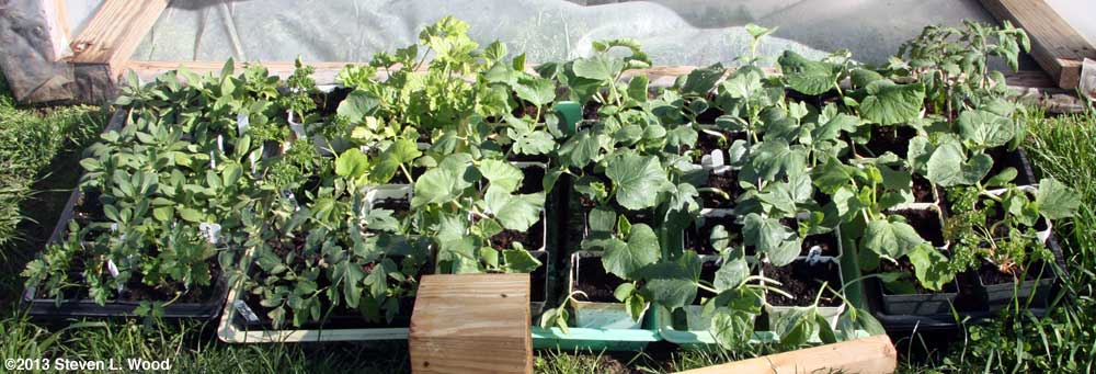Plants under cold frame