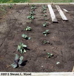 Walking boards by brassicas