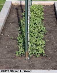 Peas climbing trellis
