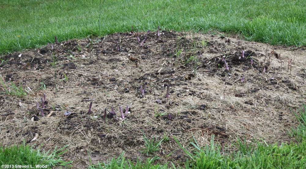 Bonnie's asparagus patch
