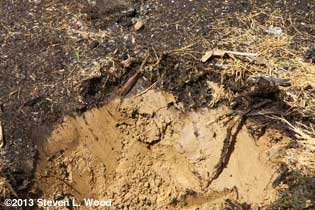 Thin layer of new topsoil