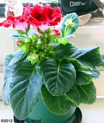 Red gloxinia