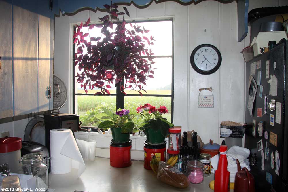 Gloxinias in kitchen window