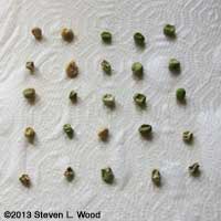 Peas on paper towel